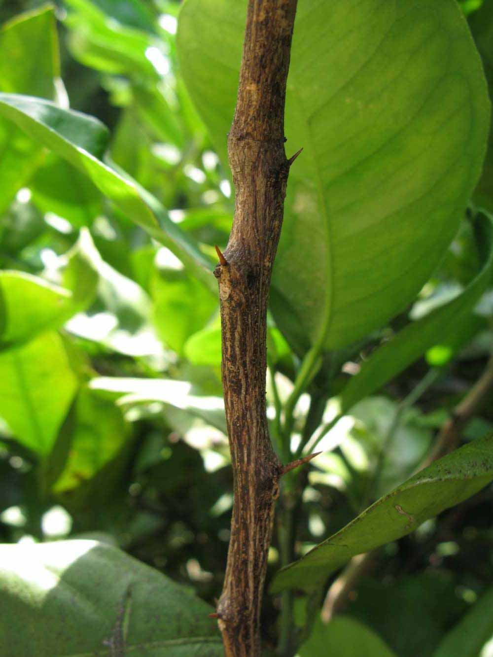              Second - third year twig (Winter Haven, FL)       